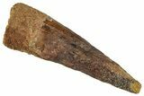 Bargain, Fossil Spinosaurus Tooth - Real Dinosaur Tooth #324861-1